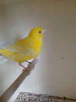 Canari jaune.20 euros piéce